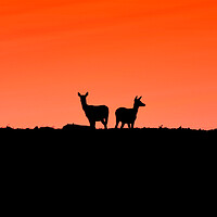 Buy canvas prints of Two young Deer - To me to you  by Jon Fixter