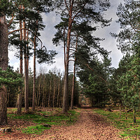 Buy canvas prints of A Walk with the Pines  by Jon Fixter