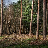 Buy canvas prints of woodland Pines  by Jon Fixter