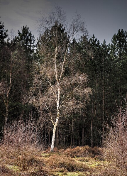 Silver Birch tree Picture Board by Jon Fixter