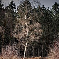 Buy canvas prints of Silver Birch tree by Jon Fixter