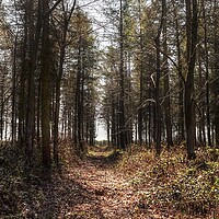 Buy canvas prints of Into the woodland  by Jon Fixter