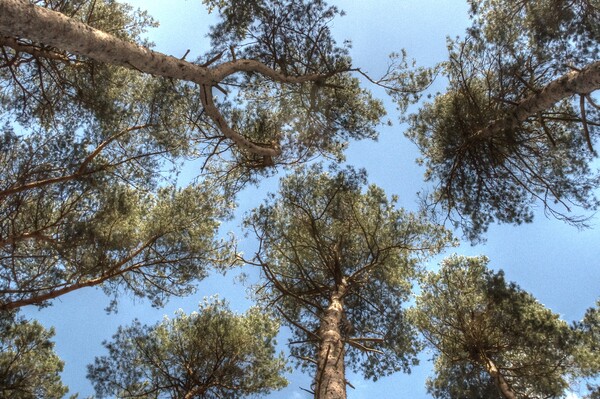 Pine Tree canopy Picture Board by Jon Fixter