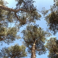 Buy canvas prints of Pine Tree canopy by Jon Fixter