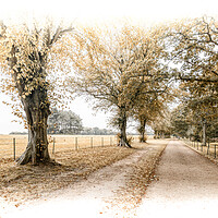 Buy canvas prints of Driveway through the trees by Ian Johnston  LRPS