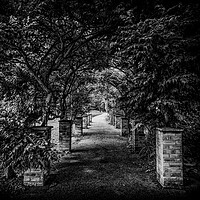 Buy canvas prints of Along the dark path by Ian Johnston  LRPS