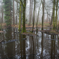 Buy canvas prints of Black Forest Pond by Ian Johnston  LRPS