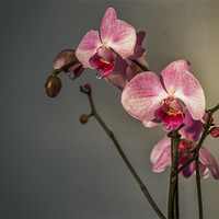 Buy canvas prints of Orchid Study by Ian Johnston  LRPS