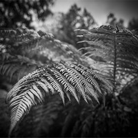 Buy canvas prints of Mono Ferns by Ian Johnston  LRPS