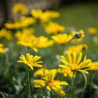 Buy canvas prints of Yellow flowers in the sunshine by Ian Johnston  LRPS