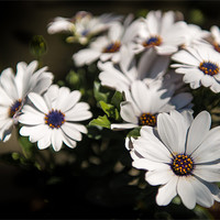 Buy canvas prints of Big Daisies - White on black with a hint of colour by Ian Johnston  LRPS