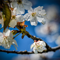 Buy canvas prints of Cherry Tree Blossom in the sunlight by Ian Johnston  LRPS
