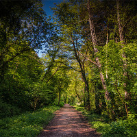 Buy canvas prints of Woodland track by Ian Johnston  LRPS