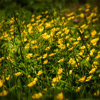 Buy canvas prints of British Countryside Series - Buttercup Hedgerow by Ian Johnston  LRPS