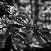 Buy canvas prints of British Countryside Series - Mono leaf Light by Ian Johnston  LRPS