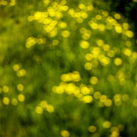 Buy canvas prints of Hedgerow Abstract - Hay Fever Camera by Ian Johnston  LRPS