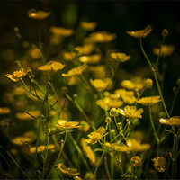 Buy canvas prints of Hedgerow Buttercup party by Ian Johnston  LRPS