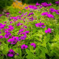 Buy canvas prints of Purple flowers on Green by Ian Johnston  LRPS