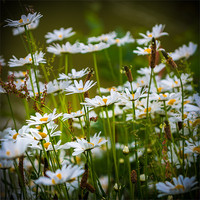 Buy canvas prints of Daisies by the Lake by Ian Johnston  LRPS