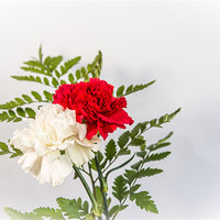Buy canvas prints of Red & White Carnation by Ian Johnston  LRPS