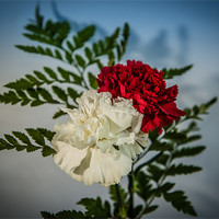 Buy canvas prints of Carnations red & white by Ian Johnston  LRPS