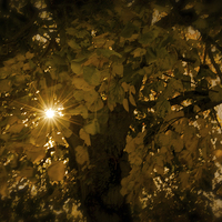 Buy canvas prints of Autumn Light by Ian Johnston  LRPS