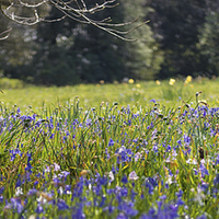Buy canvas prints of SpringTIme down in the meadow by Ian Johnston  LRPS