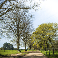Buy canvas prints of Tree lined Royal drive by Ian Johnston  LRPS