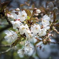 Buy canvas prints of Cherry Tree Blossom by Ian Johnston  LRPS