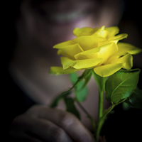 Buy canvas prints of The Yellow Rose by Ian Johnston  LRPS