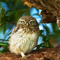 Buy canvas prints of Little Owl at nest. by Paul Scoullar