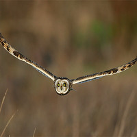 Buy canvas prints of Short Eared Owl in flight by Paul Scoullar