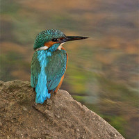 Buy canvas prints of Male Kingfisher taking a rest. by Paul Scoullar