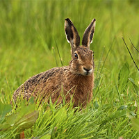 Buy canvas prints of Brown Hare by Paul Scoullar