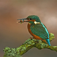 Buy canvas prints of Kingfisher on Lichen perch. by Paul Scoullar