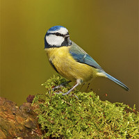 Buy canvas prints of Blue Tit on mossy log. by Paul Scoullar