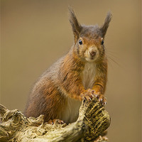 Buy canvas prints of Red Squirrel on rustic log. by Paul Scoullar
