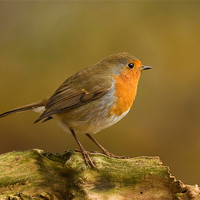 Buy canvas prints of Woodland Robin by Paul Scoullar