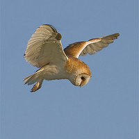 Buy canvas prints of Barn Owl hover. by Paul Scoullar