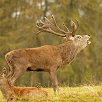 Buy canvas prints of Red Stag bellowing. by Paul Scoullar
