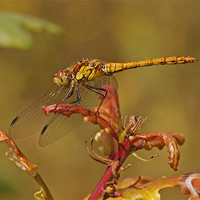 Buy canvas prints of Common Darter by Paul Scoullar