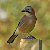 Buy canvas prints of Jay in dappled light by Paul Scoullar
