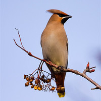 Buy canvas prints of Waxwing by Paul Scoullar