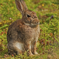 Buy canvas prints of Brown Hare by Paul Scoullar