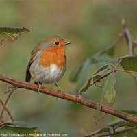 Buy canvas prints of Woodland Robin on Bramble. by Paul Scoullar