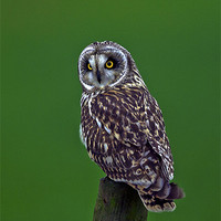 Buy canvas prints of Short Eared Owl by Paul Scoullar