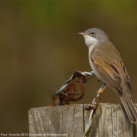Buy canvas prints of Whitethroat by Paul Scoullar