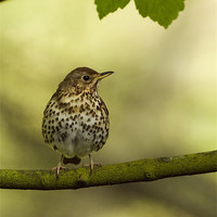 Buy canvas prints of Song Thrush by Paul Scoullar