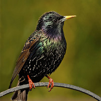 Buy canvas prints of Common Starling by Paul Scoullar