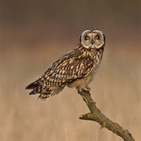 Buy canvas prints of Short Eared Owl by Paul Scoullar